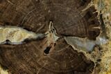 Polished Petrified Wood Limb (Schinoxylon) End-Cut - Wyoming #184827-1